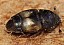 carpophilus_hemipterus.jpg