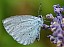 celastrina_argiolus_revers.jpg