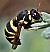 celonites_abbreviatus_femelle.jpg
