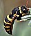 celonites_abbreviatus_femelle_1.jpg