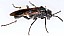 cephaledo_bifasciata_bifasciata.jpg