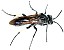 cephaledo_bifasciata_bifasciata_1.jpg
