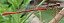 ceriagrion_tenellum_male.jpg