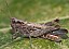 chorthippus_brunneus_femelle.jpg