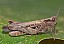 chorthippus_brunneus_femelle_1.jpg
