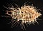 chrysopa_sp_ventral_larve_nettoyee.jpg