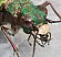 cicindela_campestris_femelle_face_tete_2.jpg