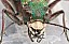 cicindela_campestris_femelle_tete_face_1.jpg