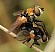 cistogaster_globosa_copula.jpg