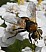 cistogaster_globosa_male.jpg