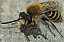 colletes_sp_male.jpg