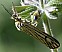 coscinia_striata_male.jpg