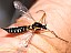 ctenophora_guttata_femelle.jpg