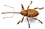 curculio_elephas_femelle.jpg