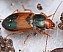diachromus_germanus.jpg