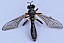dioctria_rufipes.jpg