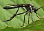 diotria_hyalipennis_male_1.jpg