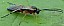 diplazon_pectoratorius_femelle.jpg