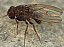 drosophila_repleta_1.jpg