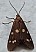 dysauxes_punctata.jpg