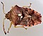 elasmucha_grisea_oeufs_subclytia.jpg