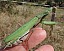 mantis_religiosa_femelle_pleine.jpg