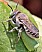 megachile_laechella.jpg
