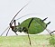 megoura_viciae_aptere.jpg