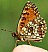 melitaea_diamina_revers.jpg