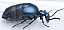 meloe_proscarabeus_femelle.jpg