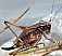metrioptera_saussuriana_femelle.jpg