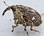 nedyus_quadrimaculatus.jpg