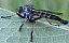 neoitamus_cyanurus_male.jpg
