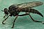 neoitamus_socius_femelle.jpg