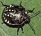 nezara_viridula_juvenile_oeufs.jpg