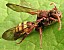 nomada_flava_femelle.jpg