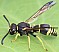 odynerus_reniformis_1.jpg