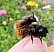 osmia_cornuta_copula_doigt.jpg