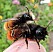 osmia_cornuta_copula_doigt_1.jpg