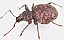otiorhynchus_crataegi.jpg