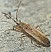 paromius_gracilis.jpg