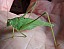 phaneroptera_nana_male_1.jpg