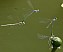 platycnemis_pennipes_tandems_pontes_1.jpg