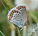 plebejus_argyrognomon_femelle.jpg