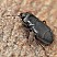 plinthisus_brevipennis_1.jpg