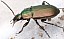 poecilus_cupreus.jpg