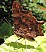 polygonia_c_album.jpg