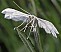 pterophorus_pentadactylus.jpg