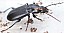 pterostichus_nigrita_1.jpg