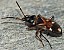 raglius_alboacuminatus.jpg